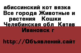 абиссинский кот вязка - Все города Животные и растения » Кошки   . Челябинская обл.,Катав-Ивановск г.